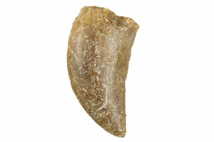 Serrated, Juvenile Carcharodontosaurus Tooth #249444